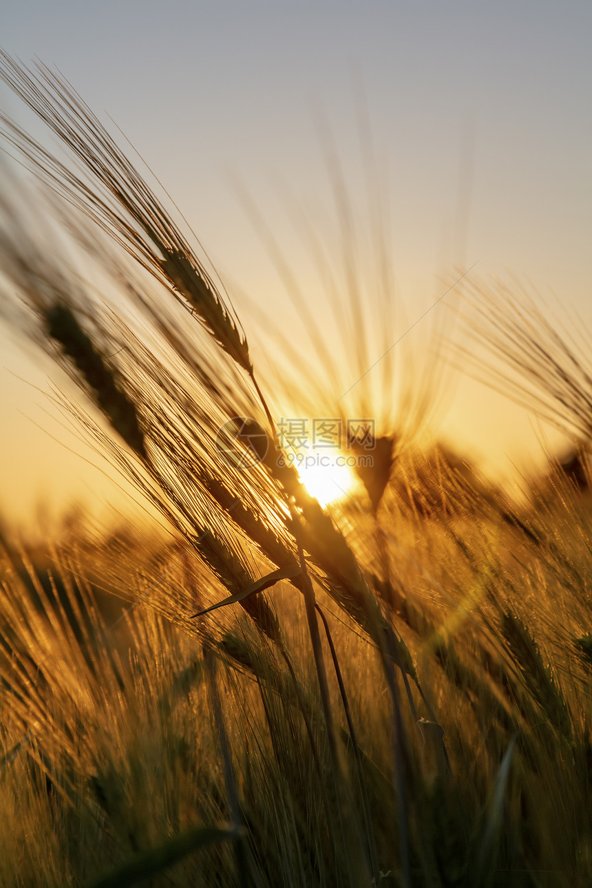 金色的日落日出时小麦大麦的耳朵图片