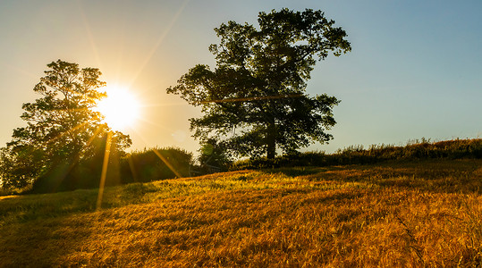 日落乡村的树木金色的麦田后图片