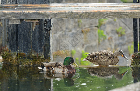 马拉德鸭子夫妇湖边的水坝附近图片