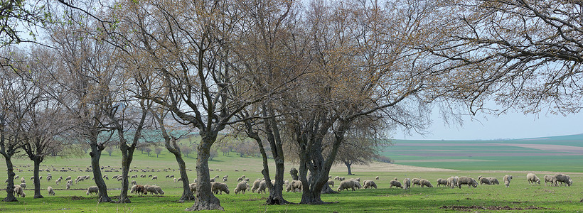 罗马尼亚春天的羊群图片