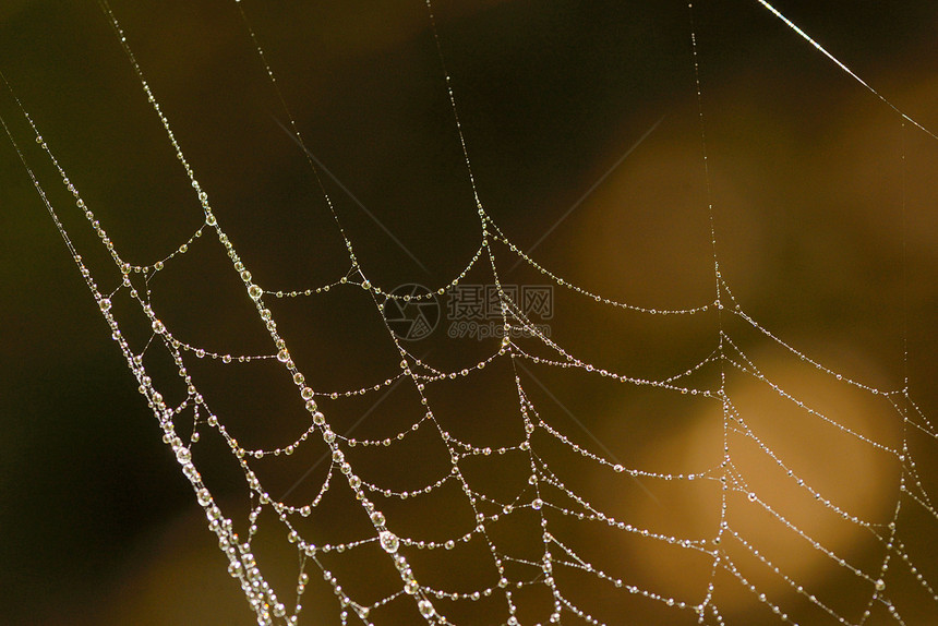 森林中露珠的观蜘蛛网图片