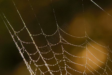 森林中露珠的观蜘蛛网图片