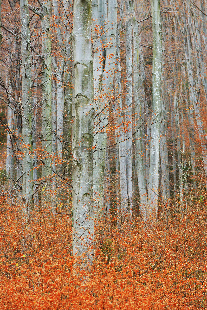 秋天的桦树林森林里图片