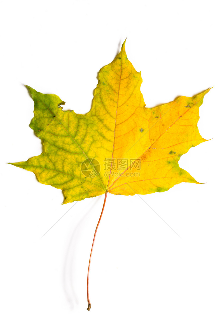 秋天的枫树离开孤立白色的背景上,用剪裁的路径剪掉秋天飘落的枫树离开图片