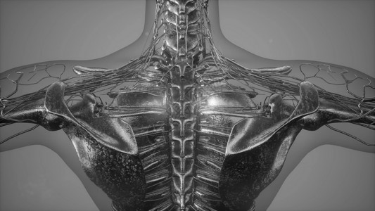 霍曼骨骼骨骼的X线扫描图片