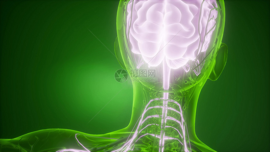 人脑的科学解剖学人脑解剖图片