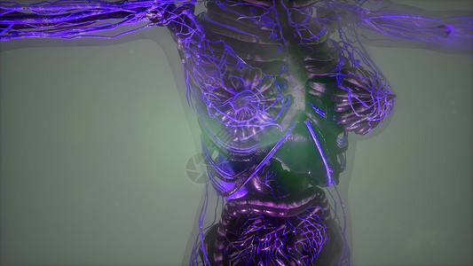 带辉光血管的人体的科学解剖学人体发光的血管图片