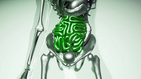 人体所器官骨骼肠道模型的医学科学所器官骨骼的人体肠道模型图片