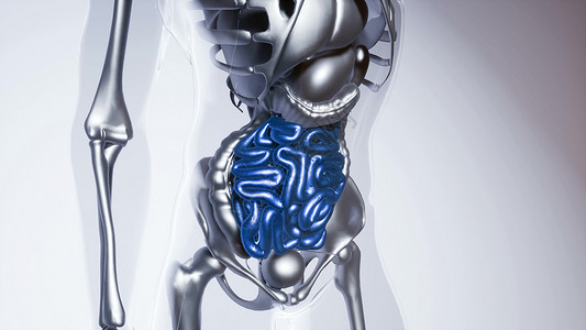人体所器官骨骼肠道模型的医学科学所器官骨骼的人体肠道模型图片