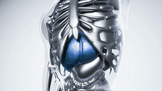 医疗肝脏人体所器官骨骼肝脏模型的医学科学所器官骨骼的人类肝脏模型背景