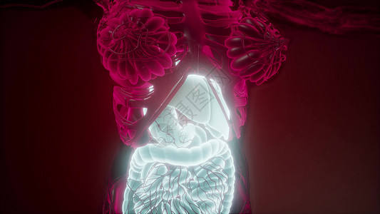 可见消化系统人体的科学解剖扫描可见消化系统的人体图片