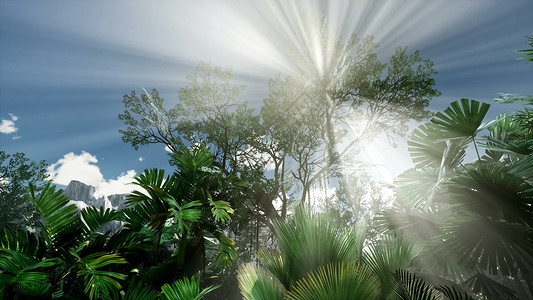 日落透过棕榈树丛林雨林日落的光穿过棕榈树图片