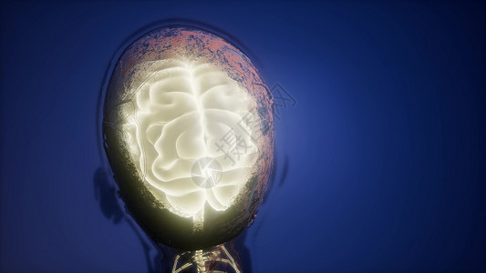 人脑的科学解剖学人脑解剖图片