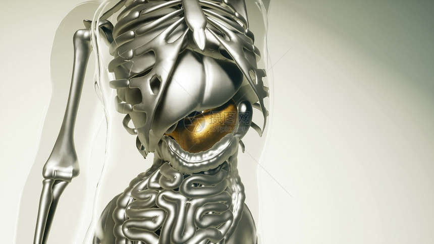 人体所器官骨骼胃模型的医学科学人体所器官骨骼的胃模型图片