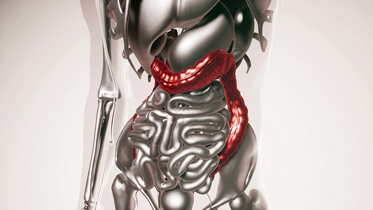 人体所器官骨骼结肠模型的医学科学所器官的人类结肠模型图片