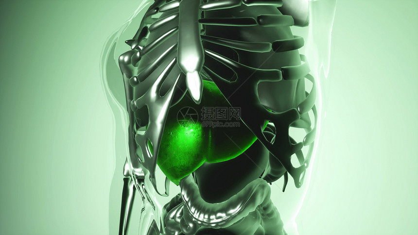 人体所器官骨骼肝脏模型的医学科学所器官骨骼的人类肝脏模型图片