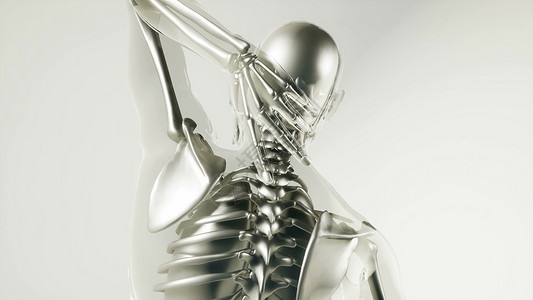 人体骨骼与器官模型的医学科学人体骨骼模型与器官图片