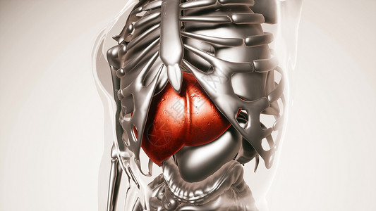 人体所器官骨骼肝脏模型的医学科学所器官骨骼的人类肝脏模型图片