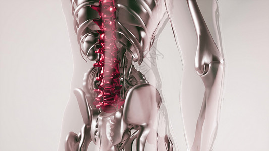 人体脊柱骨骼与器官模型的医学科学人体脊柱骨骼模型与器官图片
