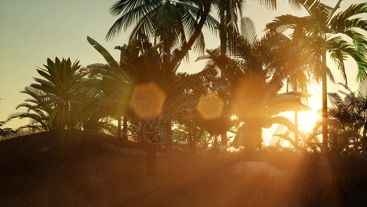 日落时剪影椰子棕榈树图片