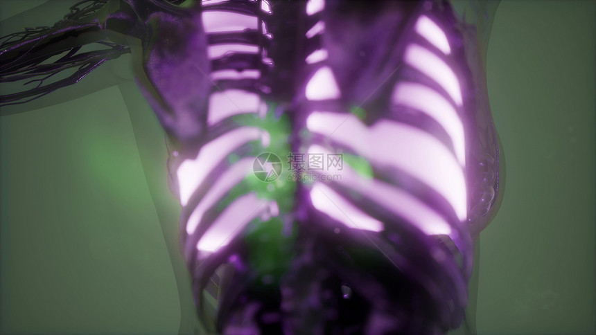 人体肺发光的科学解剖扫描图片