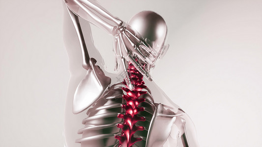 人体脊柱骨骼与器官模型的医学科学人体脊柱骨骼模型与器官图片