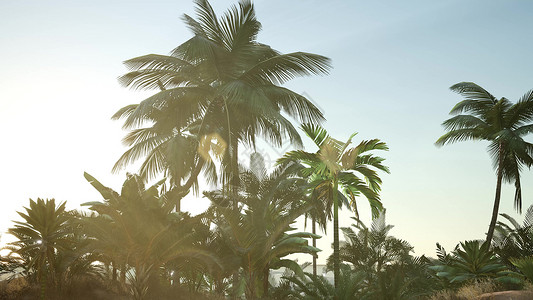 日落透过棕榈树丛林雨林日落的光穿过棕榈树图片