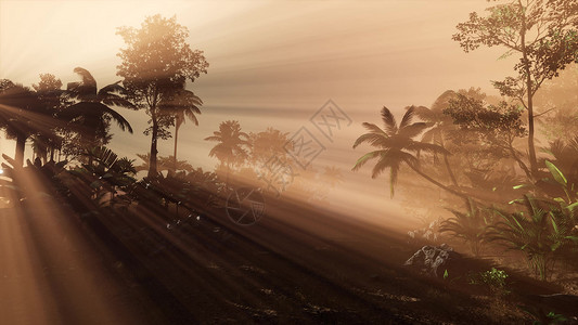 丛林阳光日落透过棕榈树丛林雨林日落的光穿过棕榈树背景
