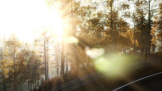 相机森林里沿路移动,阳光透过树叶照耀图片
