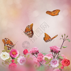 海湾贝母蝴蝶玫瑰花园里觅食高清图片