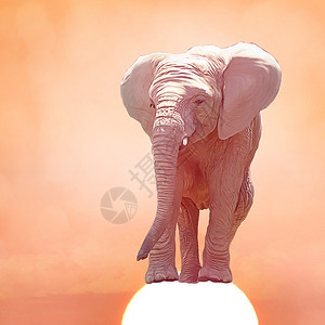 日落时的小象数字绘画图片