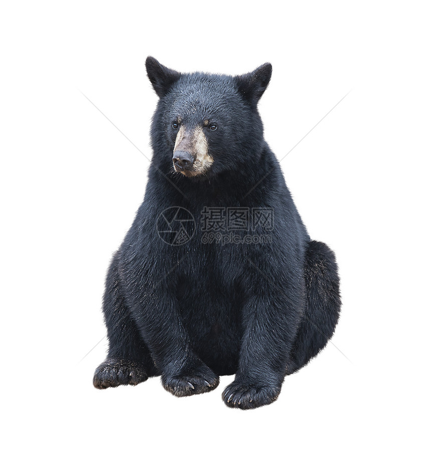 轻的黑熊坐着,孤立白色的背景上图片