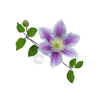 白色背景上分离的茎上的紫色铁线莲背景图片