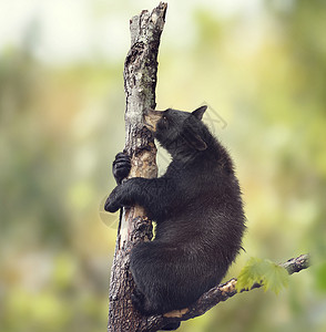 轻的黑熊树上图片