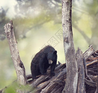 小黑熊树林里图片
