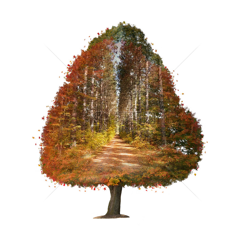 秋树白色背景的双重曝光效应图片
