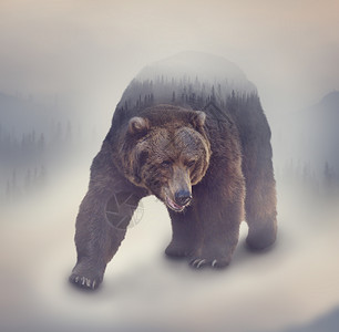 雾中棕熊野生棕熊松林的双重暴露背景