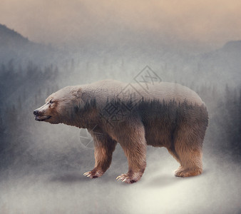 野生棕熊松林的双重暴露图片