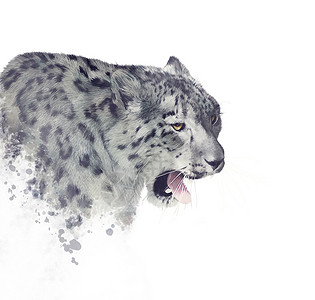 水彩动物素材雪豹肖像水彩白色背景背景