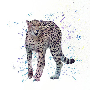 猎豹白色背景上的数字水彩画图片