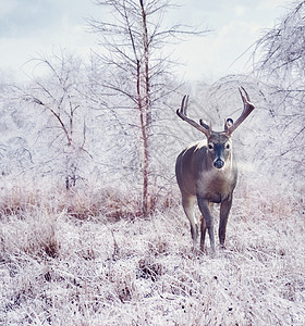 暴风雪后冬天森林里的鹿图片