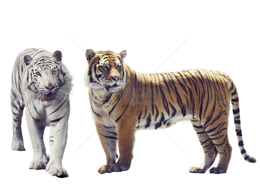 白色棕色的老虎孤立白色的背景上图片