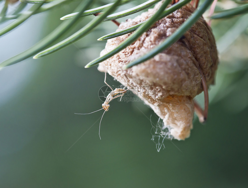 新孵化的婴儿螳螂它的巢图片
