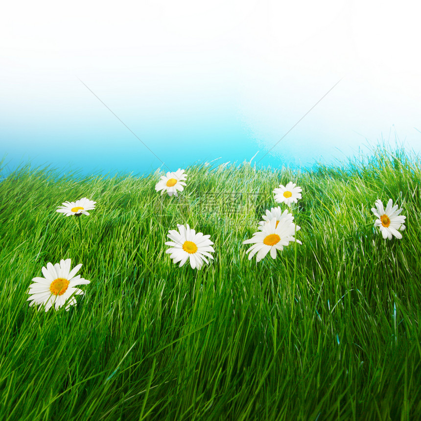 美丽的新鲜洋甘菊草地上,蓝天背景上图片