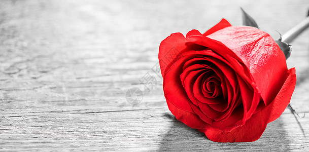 红玫瑰躺张木桌上木头上的红玫瑰图片