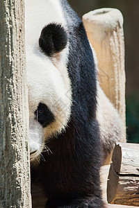 动物园大熊猫的肖像特写大熊猫的肖像图片