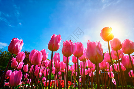 盛开的粉红色郁金香蓝天背景下与太阳低利点荷兰盛开的郁金香抗蓝天低利点图片