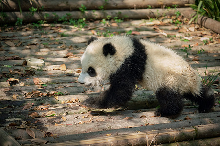 中国旅游象征吸引力可爱的大熊猫幼崽成都,四川,中国大熊猫中国图片