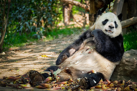 中国旅游的象征吸引力大熊猫吃竹子成都,四川,中国大熊猫中国图片