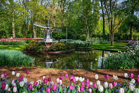 科肯霍夫花园,世界上最大的花园之荷兰基肯霍夫花园利塞,荷兰图片